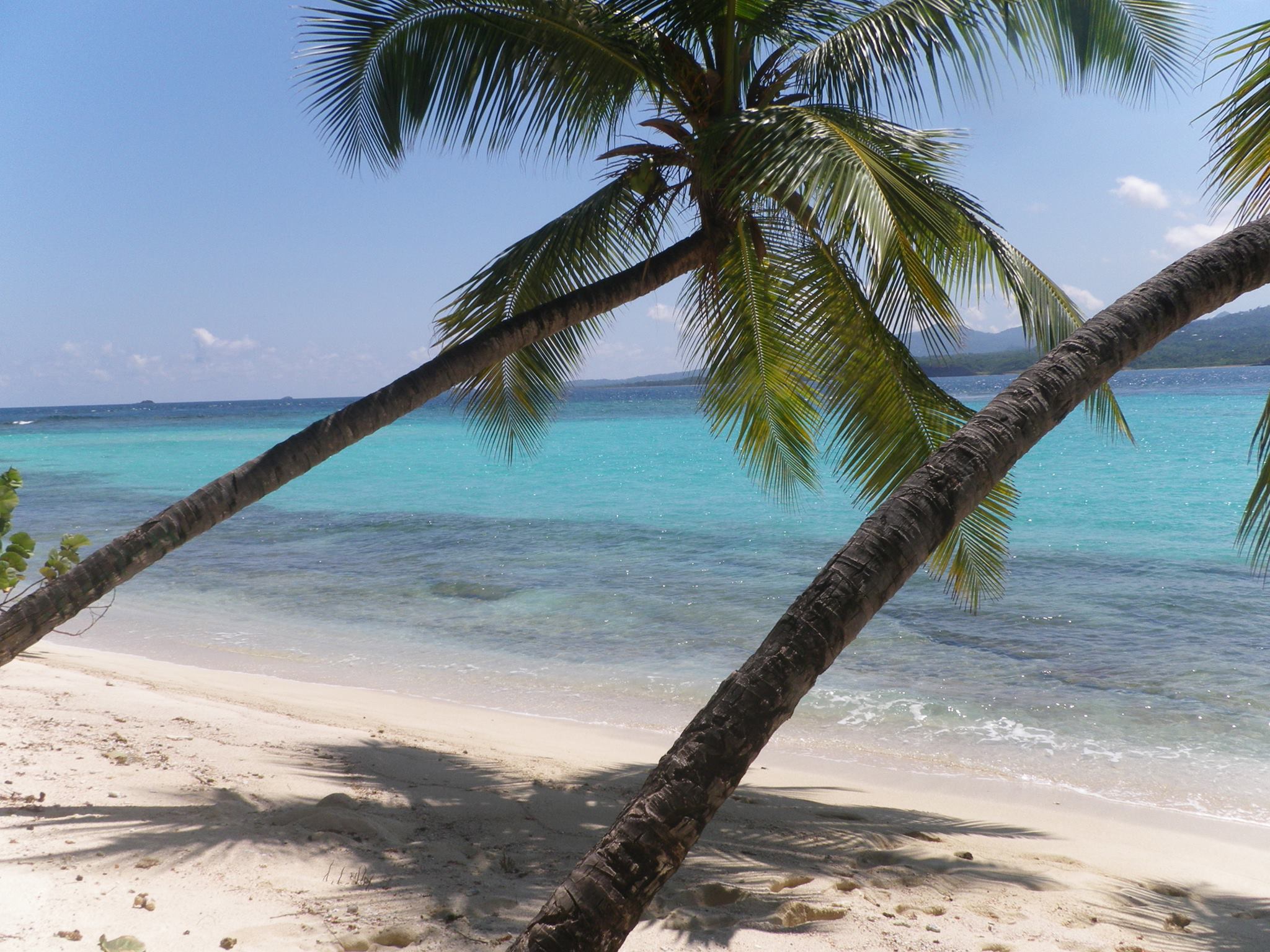 Sandy Island Palm Trees