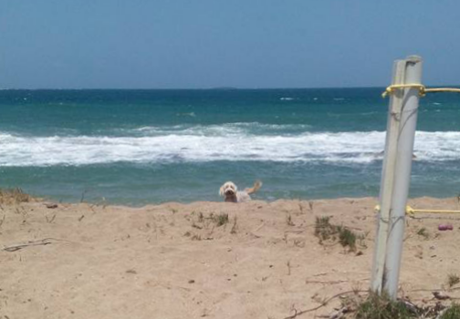 ww.moonfishvillas.com Bumble dog at Moonfish Villas entrance to Bathway Beach