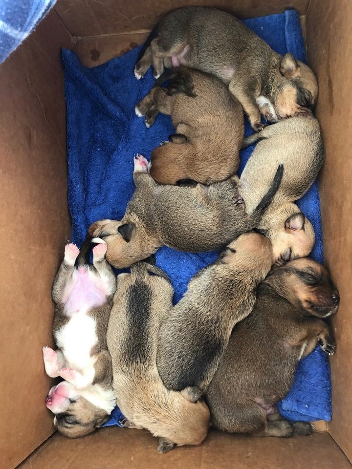 rescue puppies in a box